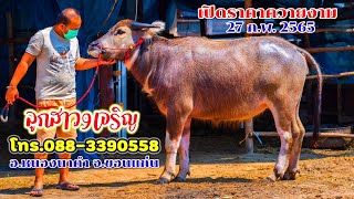 27 ก.พ.2565 เปิดราคาควายงาม ลูกสาว9เจริญ สูง128 บ.สะอาด อ.หนองนาคำ จ.ขอนแก่น โทร.088-3390558