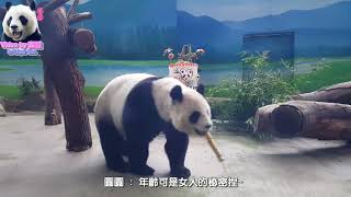 20180830 圓圓14歲的生日水晶寶盒 The Giant Panda Yuan Yuan