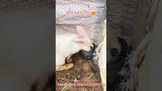 Rabbit 🐇 របៀបមើលទន្សាយពេលជិតកើតកូន #rabbit #cute #like #foryou #subscribe #follow #tiktok