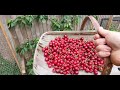 how to pick and harvest cherries