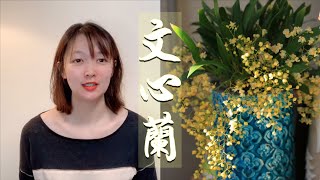 植物推荐：小型兰花文心兰，花型好看花期长，买回来后你养护对了吗？