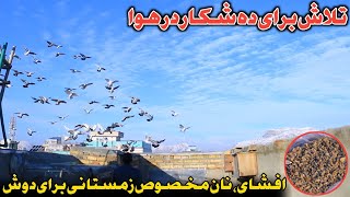 10 شکار در یک روز|نان مخصوص زمستانی برای دوش کفتر|جویند يابنده است| کمال خاص حاجی حمید در دوش کفتر 🫡