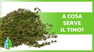 BENEFICI DEL TIMO 🌿 | Proprietà, a cosa serve e Controindicazioni ✅