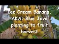 Ice Cream Banana harvest