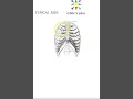 Anatomy Thorax 213 typical ribs 3rd to 9th parts viva