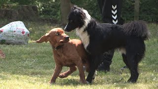 Már várják a négylábúakat a Keszthelyi Kutyás Park és Piknikkert