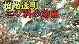 【 エソ科の幼魚 】超絶透明魚　 Ultra-transparent Young Lizardfish