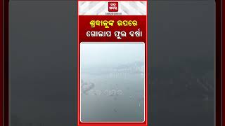 ପ୍ରୟାଗରାଜ କୁମ୍ଭମେଳାରେ ଶ୍ରଦ୍ଧାଳୁଙ୍କ ଉପରେ ପୁଷ୍ପ ବର୍ଷା || BADAKHABAR ||