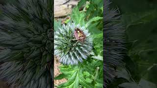 A Sloe Bug/Hairy Shield bug resting on a thistle.