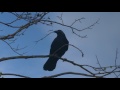 木の枝を折るカラス＠宮城県岩沼市　crow breaks wooden branch