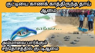 #கடலுக்குள்_குட்டியை #காணகாத்திருந்த தாய்ஆமை #Mothertortoise_waitingto_see_cub_in_sea