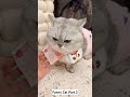 this cat gets angry when it s money is taken away😂 cat cute funny