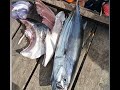 Nelayan Pulang Melaut,,, Yellowfin Banda Neira Maluku.