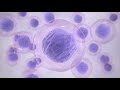 cells healing heal immune system and live from the heart guided meditation