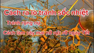 Cách ra lò tránh rụng nụ - cách làm cây mai nở rực rỡ ngày Tết