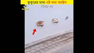 কুকুরের মাথা নষ্ট করা ফ্যাক্টস || fun facts about dogs || #shorts #dog #শিক্ষারপথ #newvideo #bangla