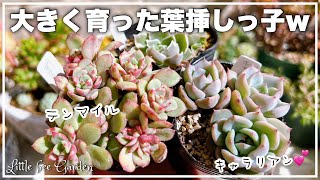 【多肉植物】葉挿しから育てた苗の植え替え【ガーデニング】