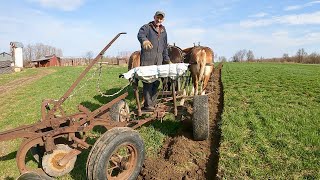 Starting a New Plowing Job with Three Draft Horses // Teaching Others the Way I Do It #473