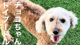 トイプードル チョコちゃん【Toy poodle】