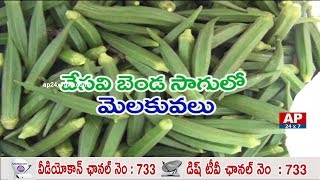 Success Story of Ladies Finger Cultivation in Summer | Rythu Ratham | AP24x7