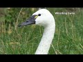 whistling swan