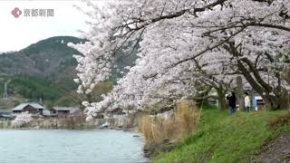 【滋賀の桜】海津大崎の桜並木　満開（2024年4月9日　滋賀県高島市）　The cherry blossom trees at Kaizu Osaki are in full bloom