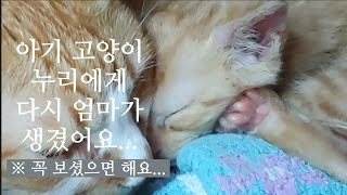 아기 고양이 누리에게 다시 엄마가 생겼어요 (부제: 묘연이 있다는 건 정말 진실이였다)