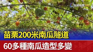 苗栗200米南瓜隧道 60多種南瓜造型多變