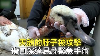 天鵝被不明生物咬傷，被好心人及時救治又恢復了傲嬌模樣