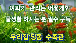 여과기는 어떻게 관리할까? 물생활 하시는분 꼭 보세요- 딩동수족관 수초어항 자연생태수족관 물생활