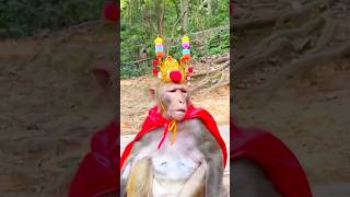 மனுஷ கூட்டம் இல்லடா குரங்கு கூட்டம் 🤣🤣🤣#funny #shortsfeed #monkey