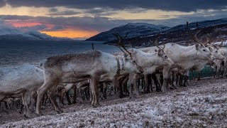 Reinflytting, Distrikt 24A Seiland Vest. Jon Henrik Fjällgren - Reindeer Herder´s Joik