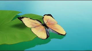 [Yi-Chan] Butterfly Effect - Life is unpredictable, like the flapping of the butterfly.