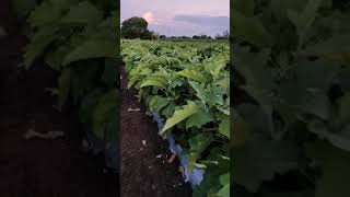 jalgaon brinjal farming