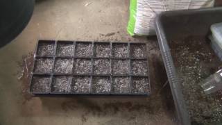 How to grow Echinacea from seed How to grow Echinacea from seed
