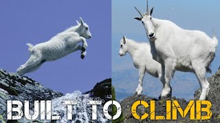 The Science Behind Goats That Fear No Heights