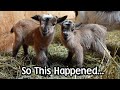 First Kid Goats of the Year! - Charlotte Had Her Kids