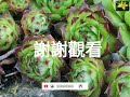 留心耶穌留下的字跡 拉比傳奇24