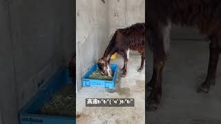 ミミナガヤギのメイちゃんは今日も元気  【天王寺動物園】