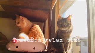 家猫7年目トロちゃんとドン様のリラックスタイム＊cat's relax time