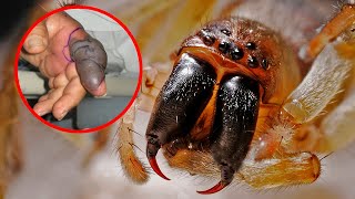 Strangest Spider Species In The World
