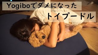 【トイプードル】yogibo ヨギボー でダメになった犬（妊婦添い寝Ver）