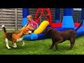 Beagles are The BEST Family Dogs! Funny Beagles Playing with Kids.