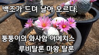 누가 더 예쁠까요? 미니 선인장 마밀라리아 백조 다육이 종류 중 미인류 아메치스 창다육이 멋쟁이 루비탈론 마왕 탈론