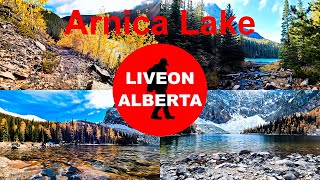 Another Glorious LARCH TREE HIKE in Banff National Park, Arnica Lake #canadianrockies