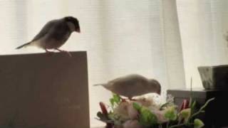 文鳥動画 Java sparrow 白黒文鳥日記　二人は仲良し