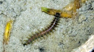 Seed-caching marine worm: H. diversicolor cutting the germinated seed sprout, pulling it into burrow