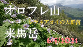 シラネアオイの大群落！オロフレ山と来馬岳（2021年6月5日）