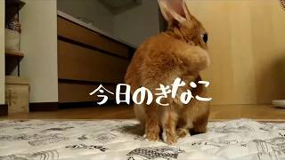 【うさぎ生活】攻撃的 / 洗濯物崩しが得意なきなこさん【Rabbit in japan】