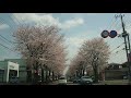 2019美しすぎる桜並木・鹿沼市　a row of cherry trees that are too beautiful